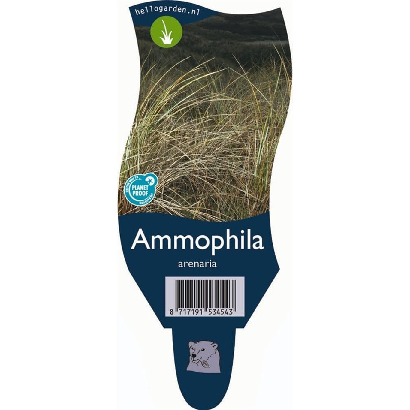 Sandrör – Ammophila arenaria - P11